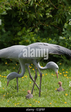 Blue, Paradise or Stanley Cranes (Anthropoides paradisea). Pair with day old chicks, searching for invertebrates amongst grass. Stock Photo