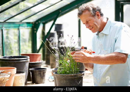 Middle Aged Man Working In Greenhouse Stock Photo