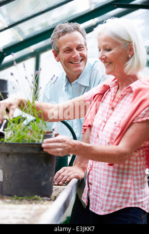 Middle Aged Couple Working Together In Greenhouse Stock Photo