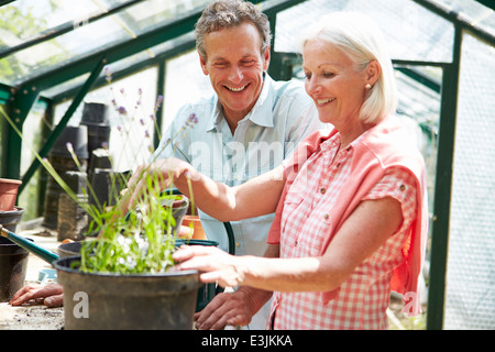 Middle Aged Couple Working Together In Greenhouse Stock Photo