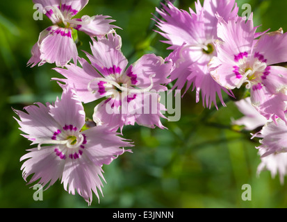 Wild carnation pink flowers. Macro photo with selective focus Stock Photo