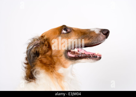 Borzoi dog Russian Wolfhound head and shoulders Stock Photo