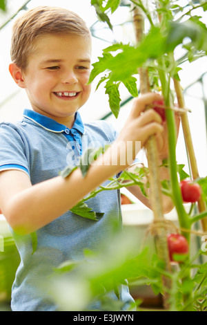 Boy Harvesting Home Grown Tomatoes In Greenhouse Stock Photo