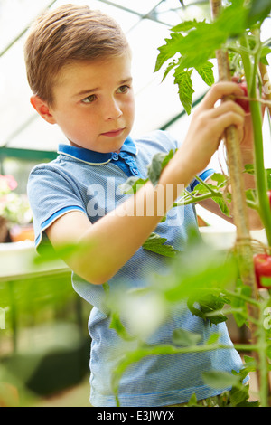 Boy Harvesting Home Grown Tomatoes In Greenhouse Stock Photo
