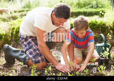Father And Son Planting Seedling In Ground On Allotment Stock Photo