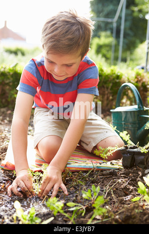 Boy Planting Seedlings In Ground On Allotment Stock Photo