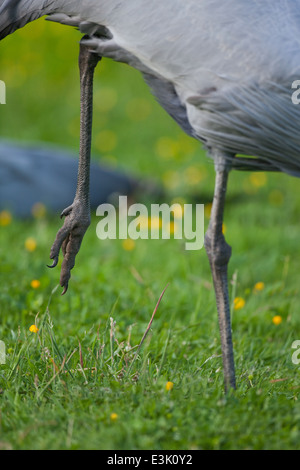Blue, Paradise or Stanley Crane (Anthropoides paradisea). Adult facing right, standing on one leg. Ankle joint in the centre Stock Photo