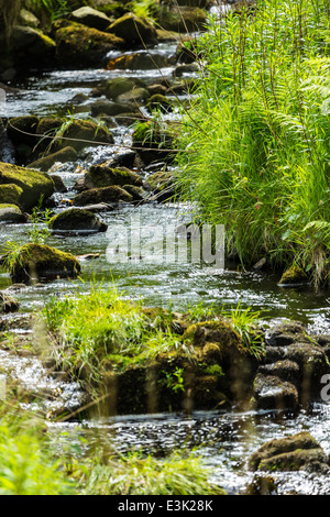 A Mountain Stream, Ballypatrick Forest County Antrim Northern Ireland Stock Photo
