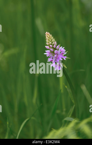 A wild Orchid at Ballypatrick Forest County Antrim Northern Ireland Stock Photo