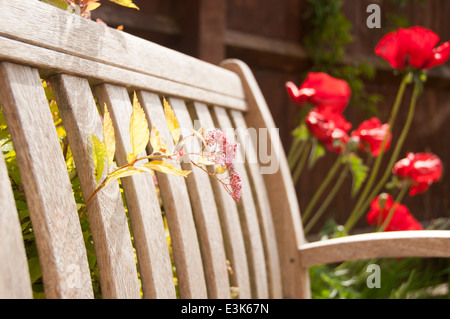 Wooden bench in and English garden during summer with poppies and flowers growing around it. Stock Photo