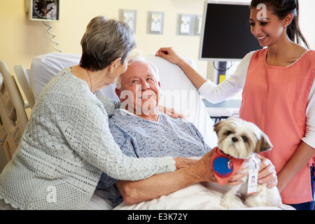 Pet Therapy Dog Visiting Senior Male Patient In Hospital Stock Photo