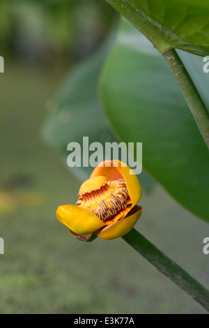 Nuphar Lutea. Yellow Water lily flower close up. Stock Photo