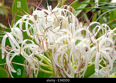 Close-up of Crinum asiaticum in the Victorian glasshouse at Hortus Botanicus,  Leyden University, South Holland, The Netherlands Stock Photo