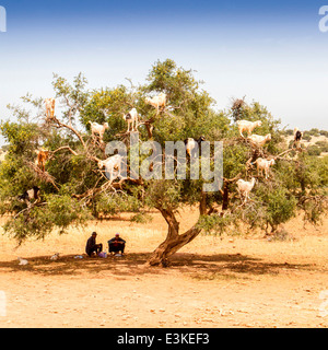 Goats feeding on the fruits and leaves of the Argan tree near Essaouira in Morocco, North Africa. Stock Photo