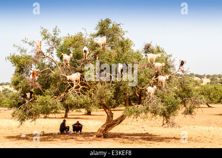 Goats feeding on the fruits and leaves of the Argan tree near Essaouira in Morocco, North Africa. Stock Photo