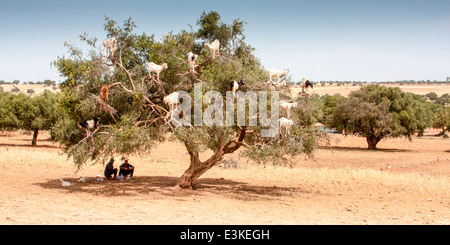 Goats feeding on the fruits and leaves of the Argan tree near Essaouira in Morocco, North Africa. Stock Photo