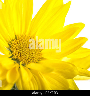 A single yellow chrysanthemum flower. Stock Photo