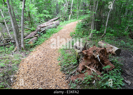 Wooden passway in the forest. Sigulda. Stock Photo