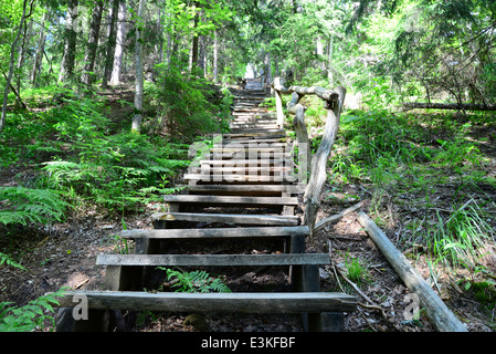 Old wooden stairs in the forest. Sigulda. Stock Photo