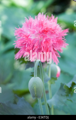 Papaver somniferum. Pink poppies in an English garden. Stock Photo