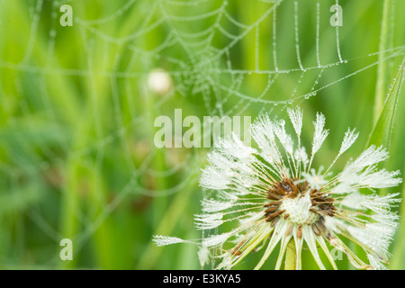 Dew covered dandelion seed head with a dew coated spider web receding into the background, St Albert, Alberta Stock Photo
