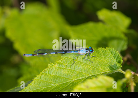 Northern bluet damselfly, Enallagma annexum, in a wet meadow in Elk Island National Park, Alberta Stock Photo