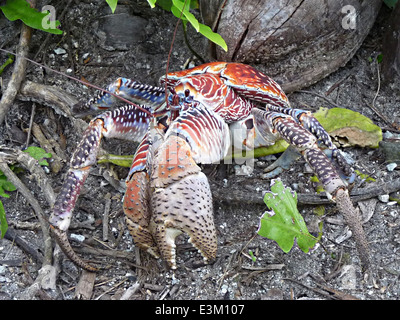 Coconut crab at Palmyra Atoll National Wildlife Refuge, Hawaii. The ...