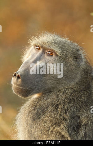 A male chacma baboon. Stock Photo
