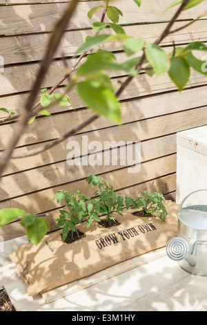 Some tomatoes growing in a hessian bag that is printed with 'grow your own' in a backyard Stock Photo