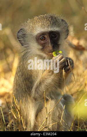 A vervet monkey. Stock Photo