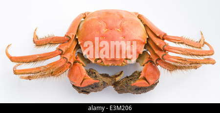 top view cooked crab with claws opened on a white background Stock Photo