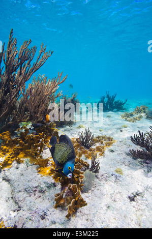 A French Angelfish swims along a sandy bottom outside a reef at the island of Bonaire in the South Caribbean Sea. Stock Photo