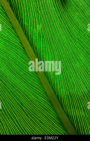 A backlit tropical leaf Stock Photo