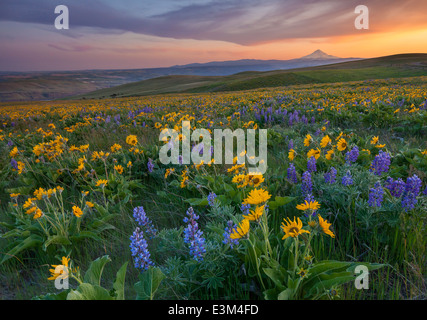 Columbia Hills State Park, Washington: Evening light on Lupine and balsam root  and Mount Hood above the Columbia River Stock Photo