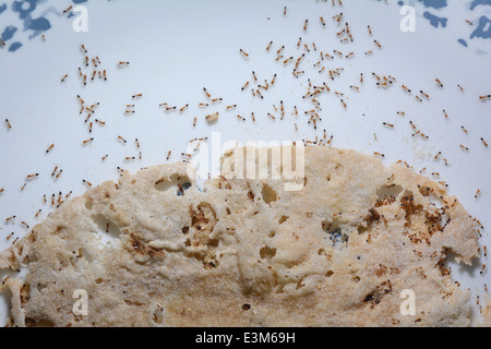 chapathi spoiled by ants Stock Photo