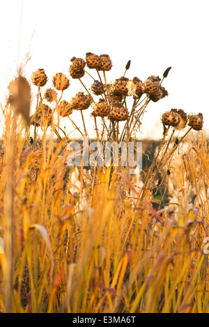 Cynara cardunculus, Cardoon seedheads, Perennial, December. Seedheads in winter. Stock Photo