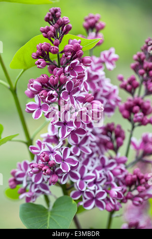 Syringa vulgaris Sensation, Lilac. Shrub, April. Magenta and white fragrant flowers. Stock Photo