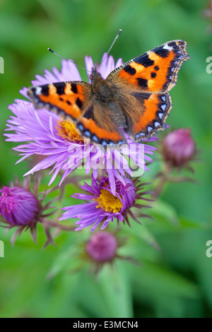 Small Tortoiseshell Butterfly on Aster novae-angliae 'Mrs S. T. Wright'. Butterfly on purple flowers. Stock Photo