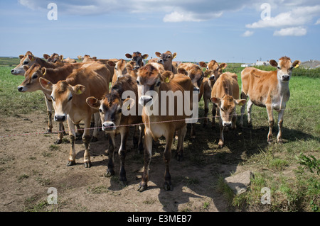 Young Jersey cows in a Cornish field Stock Photo