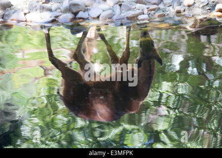Drinking sitatunga (swamp antelope) reflected in water Stock Photo