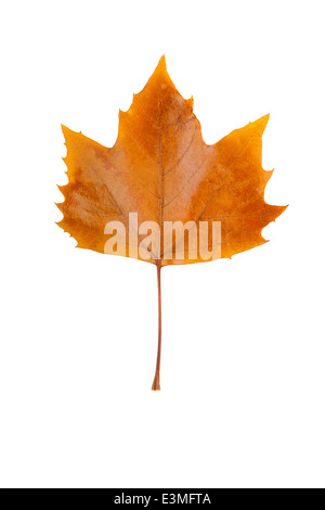 Close-up view of a brown Platanus leaf isolated on white background. Stock Photo