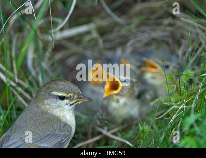 Willow warbler (Phylloscopus trochilus) parent feeding a nest full of chicks. SCO 9094. Stock Photo