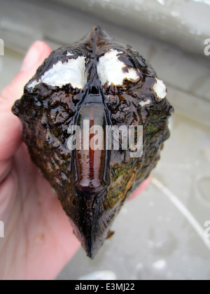 Monkeyface Mussel (Quadrula metanevra) Stock Photo