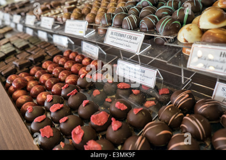 An assortment of gourmet chocolates, labeled & in rows on trays in a display at an artisan chocolatier's store Stock Photo