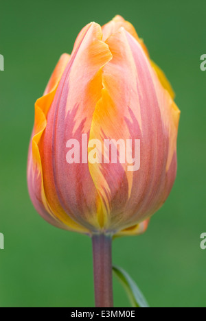 Tulipa 'Prinses Irene' syn. T. 'Princess Irene', Triumph Group, Tulip. Bulb, April. Orange flower. Stock Photo