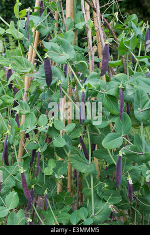 Pisum, sativum. Purple Podded Pea 'Blackdown Blue' in a vegetable garden Stock Photo