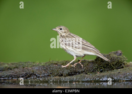 tree pipit (Anthus trivialis) adult standing on moss covered log near water in forest, Hortobagy, Hungary, Europe Stock Photo
