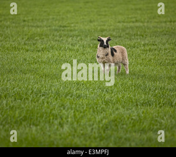 Sheep alone in the grass, Iceland Stock Photo