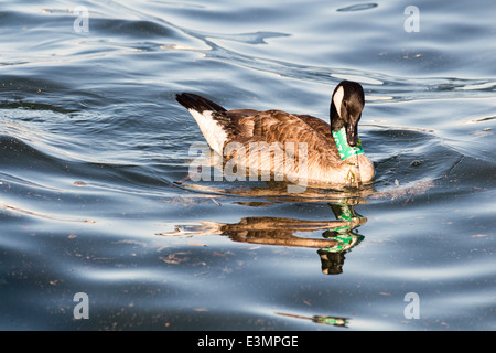 Tagged Canada Goose floating on Lake Ontario in Toronto Harbour Stock Photo