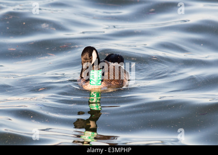 Tagged Canada Goose floating on Lake Ontario in Toronto Harbour Stock Photo